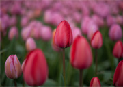 Tulpen