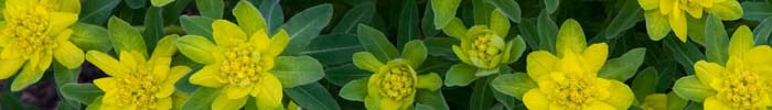 Gelbe Blume