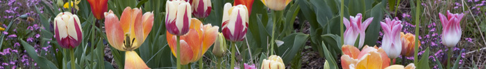 Tulpen